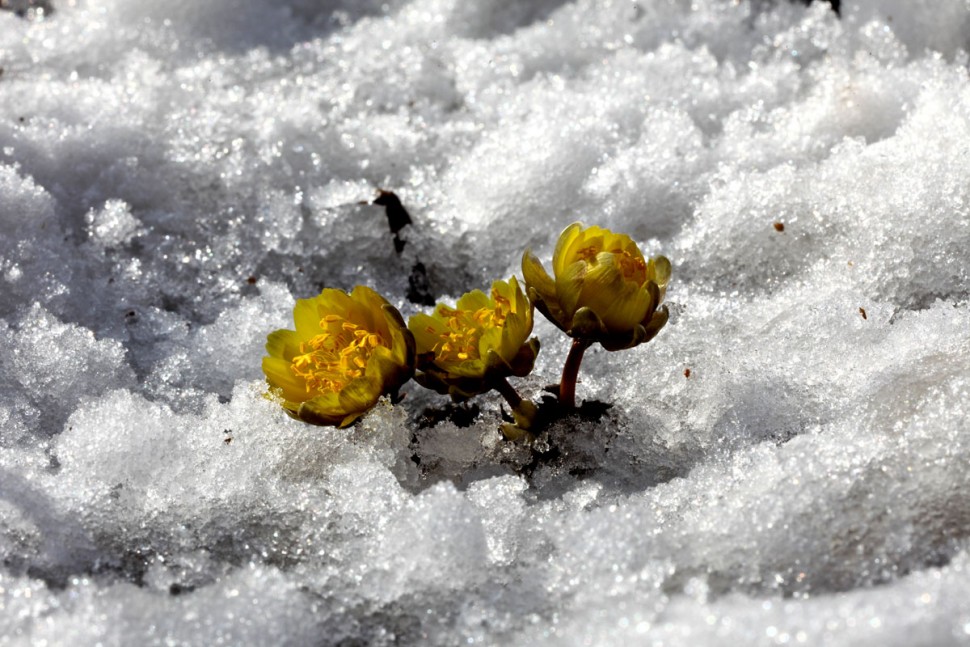 576ad54405728308492c0e100e8c0fa0_1425560