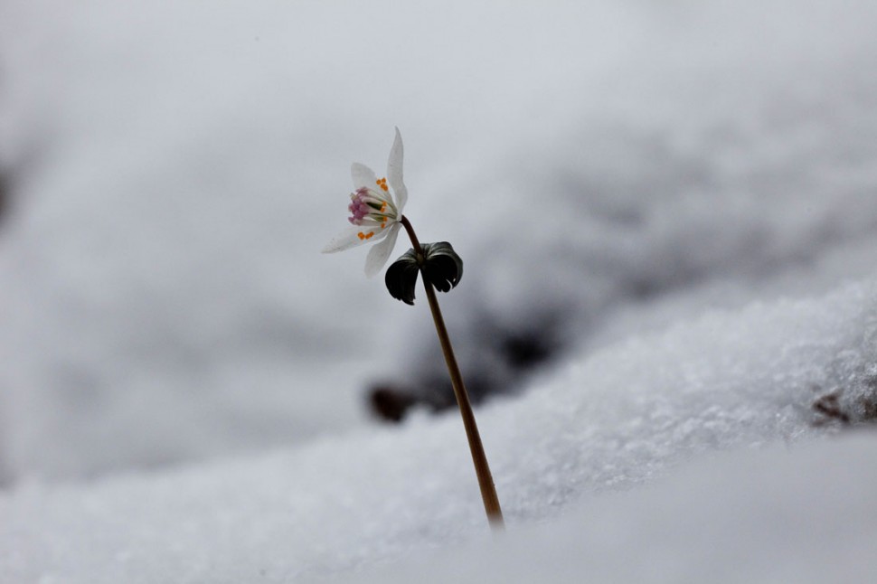 80374bb809934f090e213443cb1dd3ff_1425618