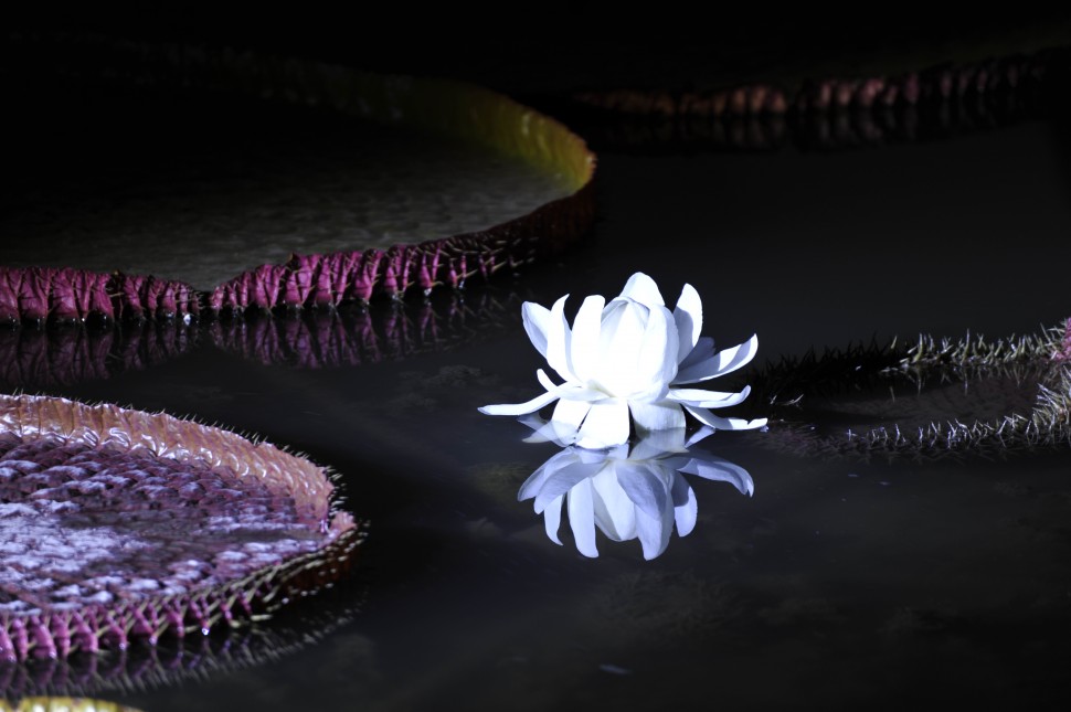 943f2c6d1fe0392f4a79c191a8f580d4_1443003