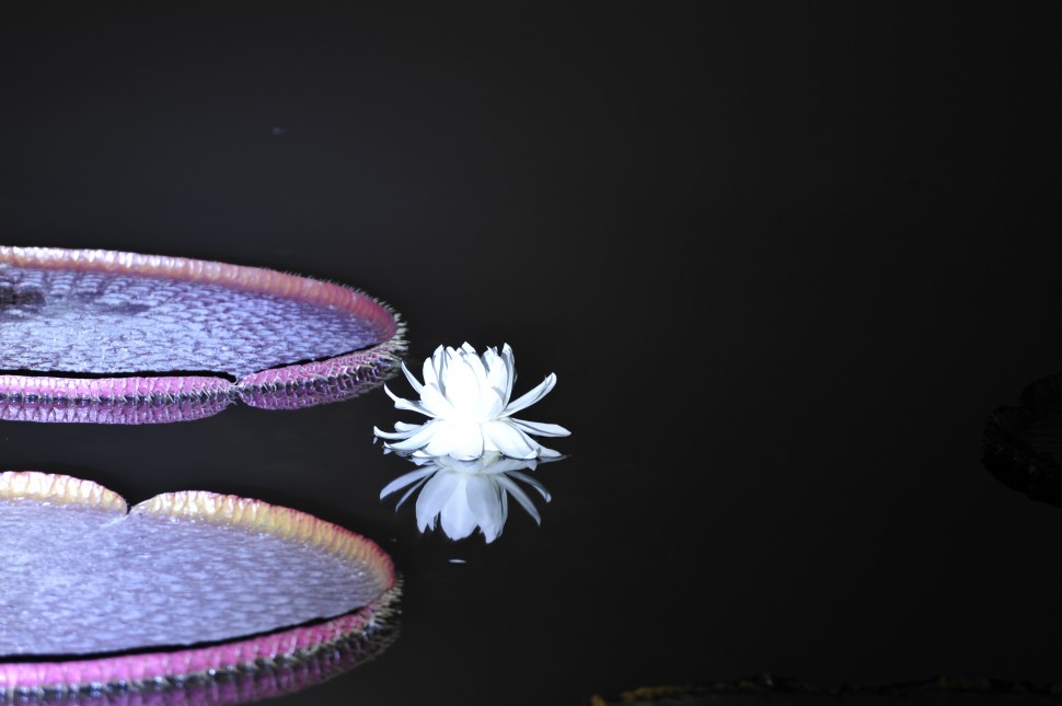 943f2c6d1fe0392f4a79c191a8f580d4_1443003